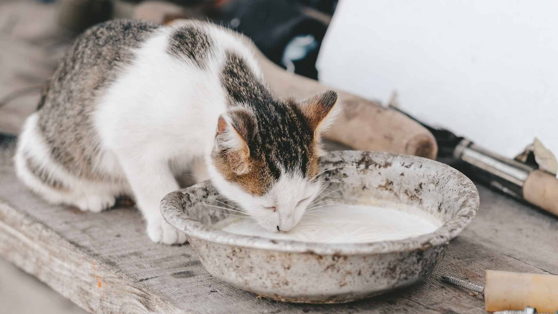 Gato bebiendo agua en un bebedero ceramico
